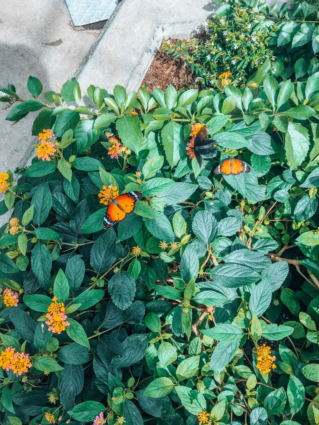 2ED46B30-1C3C-4EB4-A52C-E103C3BA0B17 copy 2