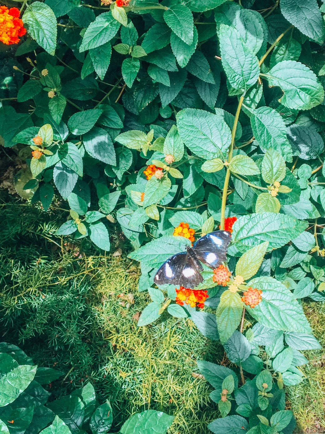 9D124238-8D75-47CC-A345-E5FE0424BDA4 copy 2