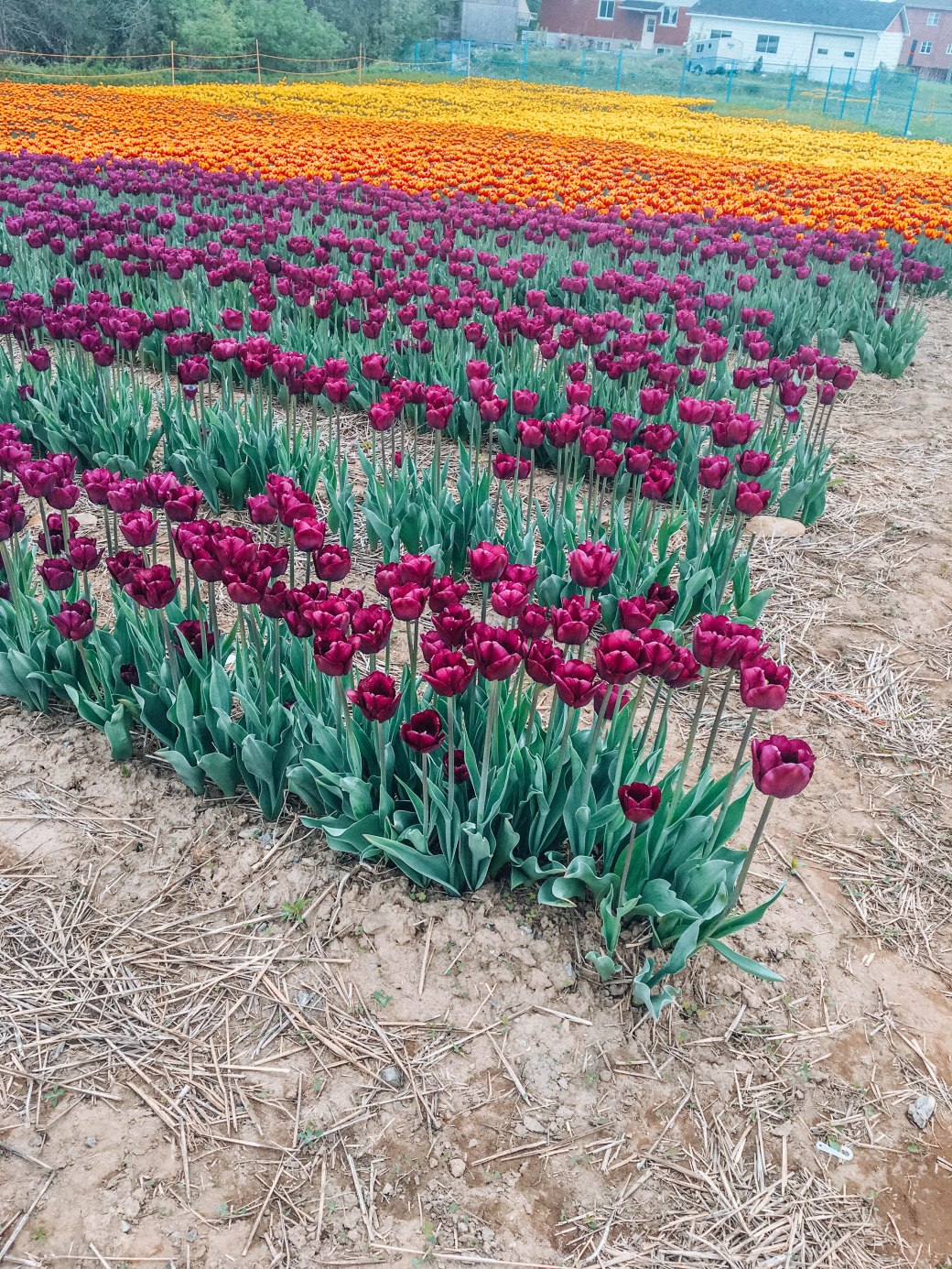 A6BF9B36-869F-4088-A71D-4FCC15A941D3 copy