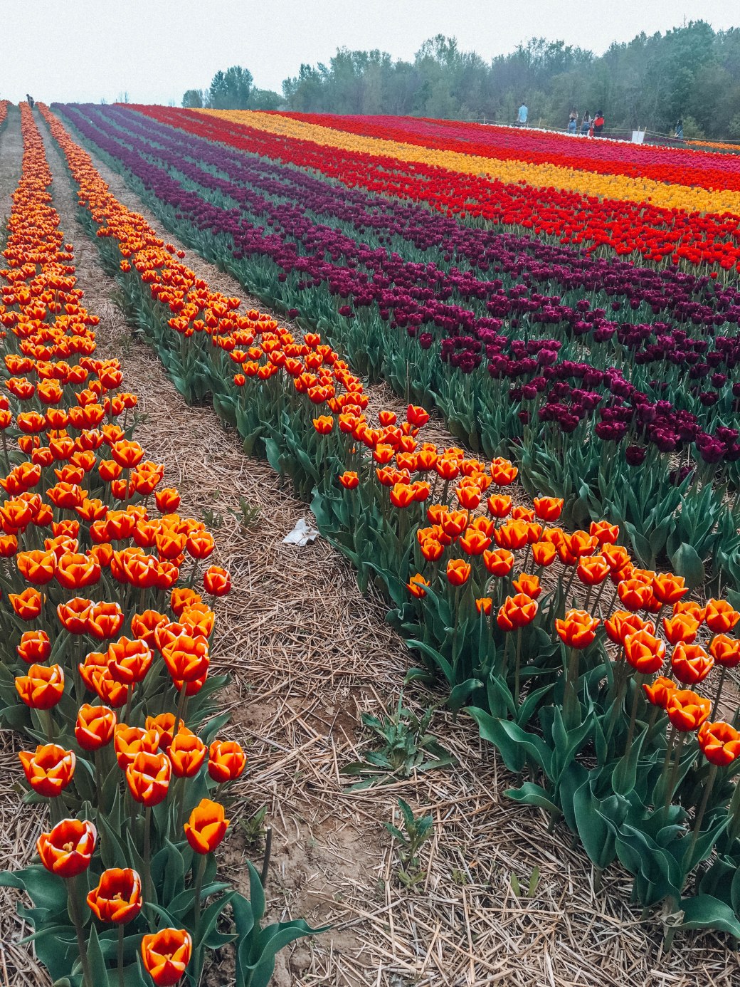 E95643E1-CE03-41D2-BDD3-F05676AB3124 copy